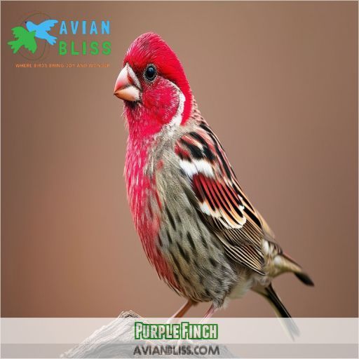 Purple Finch