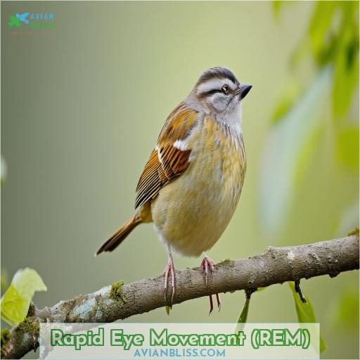 Rapid Eye Movement (REM)