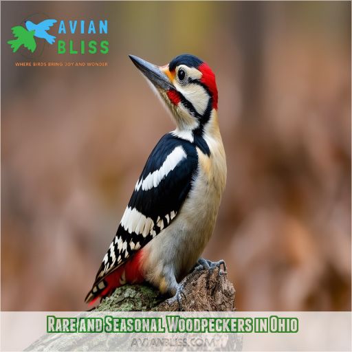 Rare and Seasonal Woodpeckers in Ohio