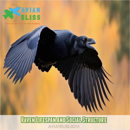 Raven Lifespan and Social Structure