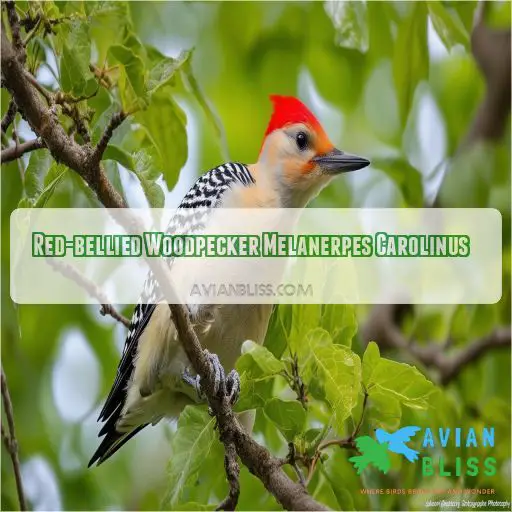 Red-bellied Woodpecker Melanerpes Carolinus