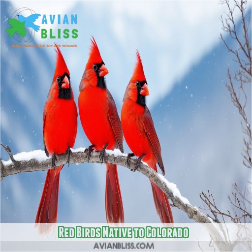 Red Birds Native to Colorado