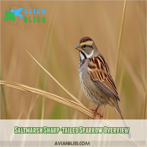 Saltmarsh Sharp-tailed Sparrow Overview