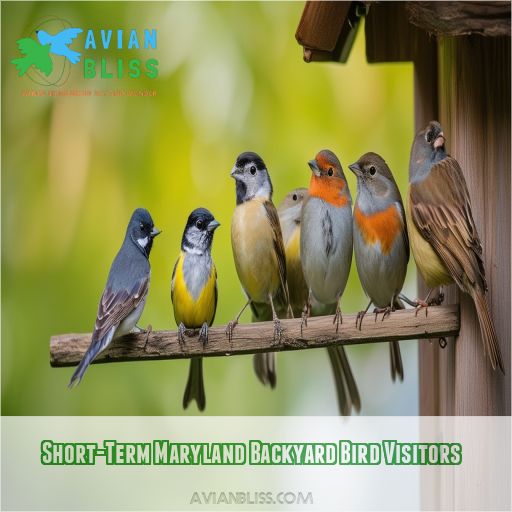 Short-Term Maryland Backyard Bird Visitors