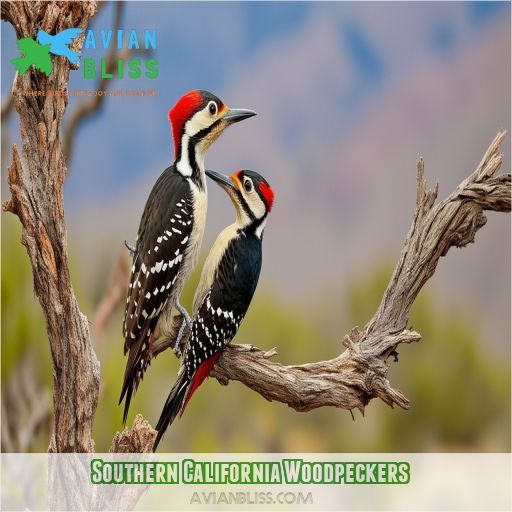 Southern California Woodpeckers
