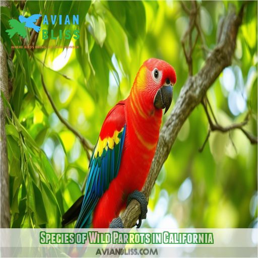 Species of Wild Parrots in California