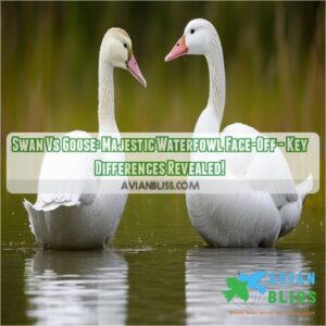 swan vs goose