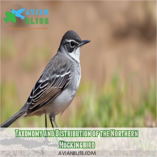 Taxonomy and Distribution of the Northern Mockingbird