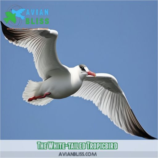 The White-tailed Tropicbird