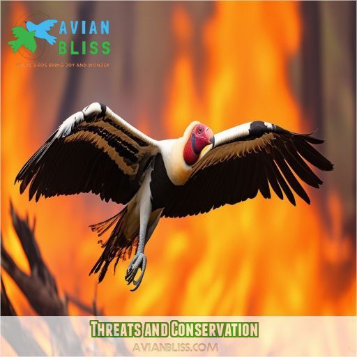 King Vulture Identification Appearance: Learn Key Traits and Unique ...