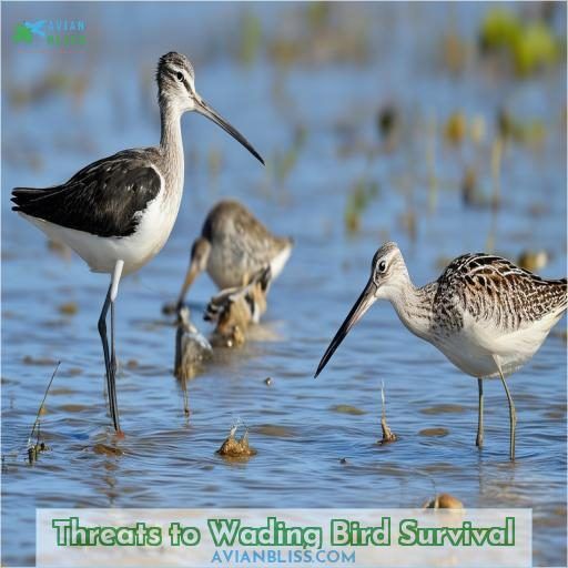 Threats to Wading Bird Survival