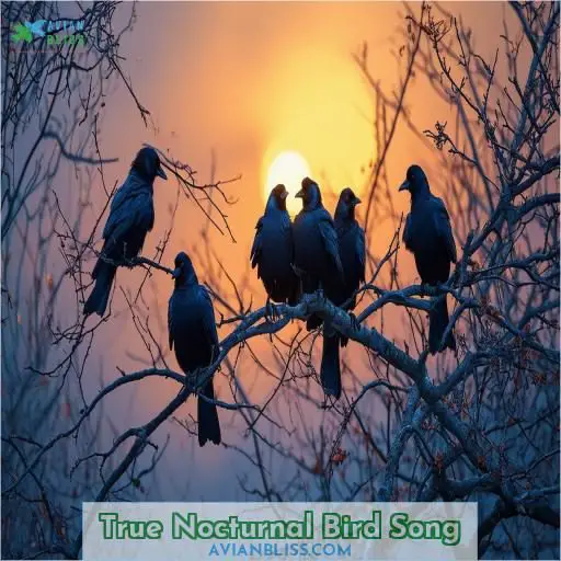 True Nocturnal Bird Song