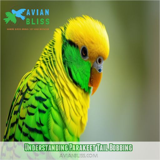 Understanding Parakeet Tail Bobbing