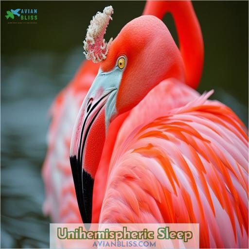 Unihemispheric Sleep