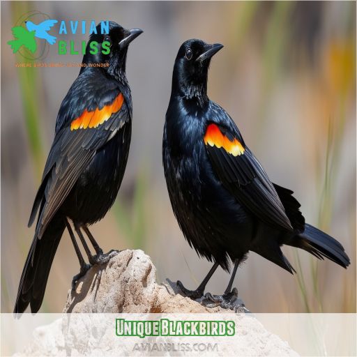 Unique Blackbirds