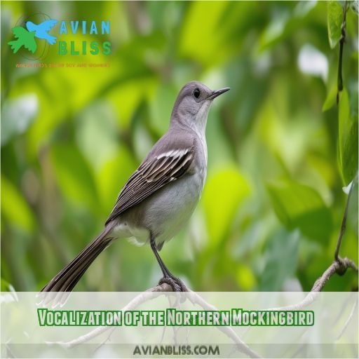 Vocalization of the Northern Mockingbird