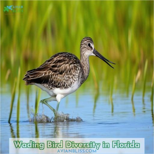 Wading Bird Diversity in Florida