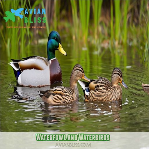 Waterfowl and Waterbirds