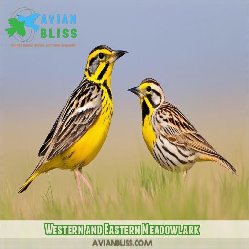 Western and Eastern Meadowlark