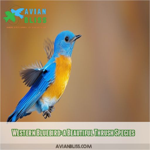 Western Bluebird: a Beautiful Thrush Species