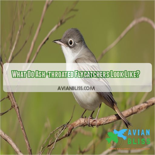 What Do Ash-throated Flycatchers Look Like