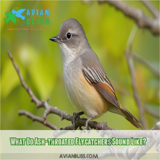 What Do Ash-throated Flycatchers Sound Like