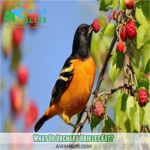 What Do Orchard Orioles Eat