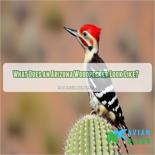 What Does an Arizona Woodpecker Look Like