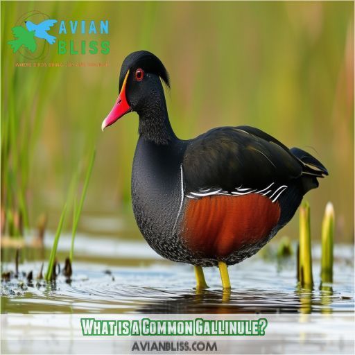 What is a Common Gallinule