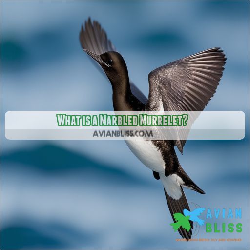 What is a Marbled Murrelet