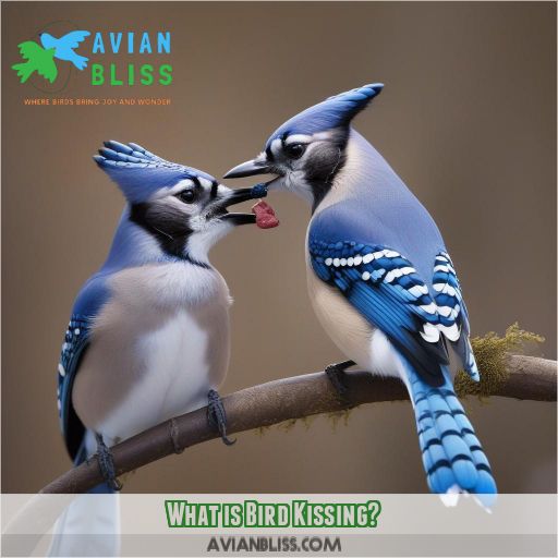 What is Bird Kissing