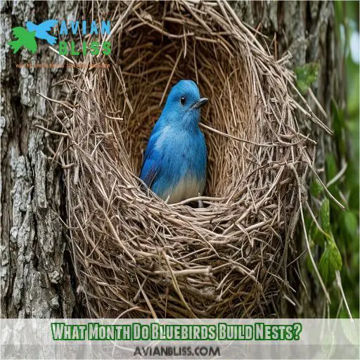 What Month Do Bluebirds Build Nests