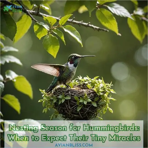 when is nesting season for hummingbirds