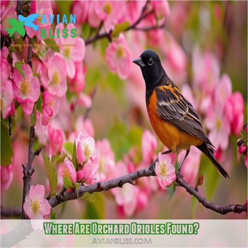 Where Are Orchard Orioles Found