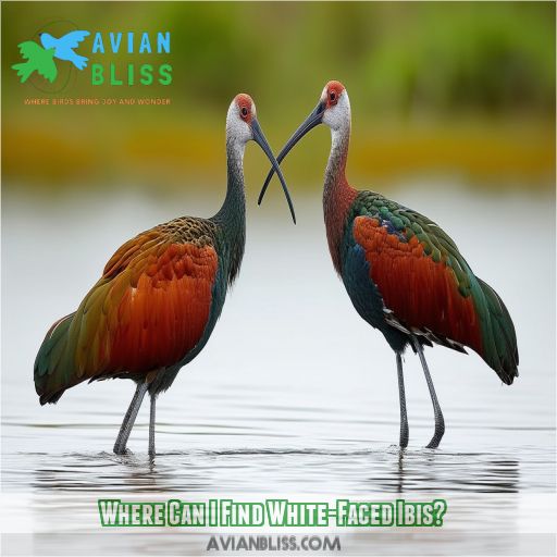 Where Can I Find White-Faced Ibis