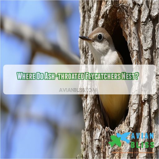 Where Do Ash-throated Flycatchers Nest
