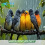 where do birds go when it rains