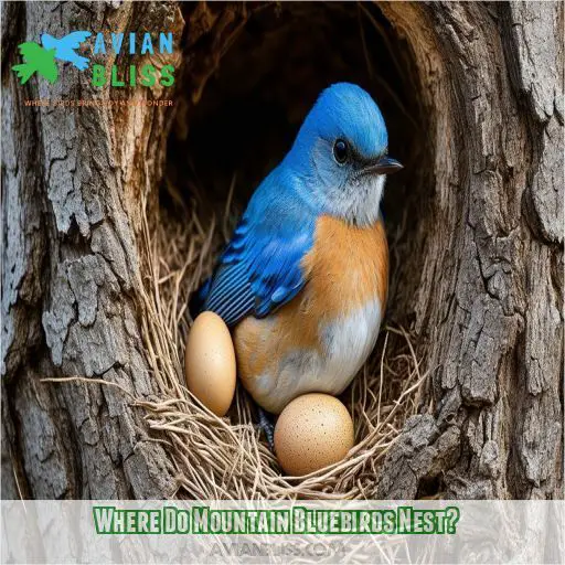 Where Do Mountain Bluebirds Nest