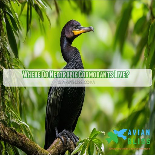 Where Do Neotropic Cormorants Live