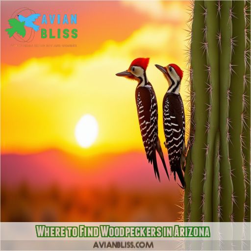 Where to Find Woodpeckers in Arizona