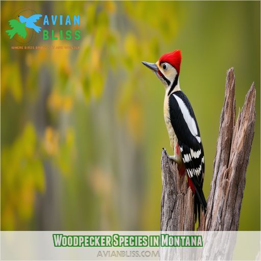 Woodpecker Species in Montana
