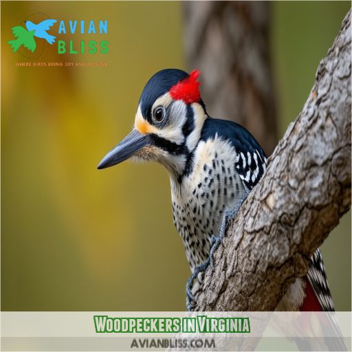 Woodpeckers in Virginia