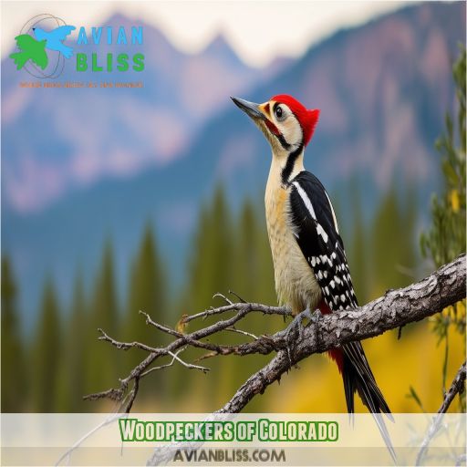 Woodpeckers of Colorado