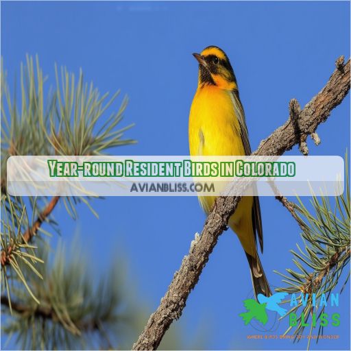Year-round Resident Birds in Colorado