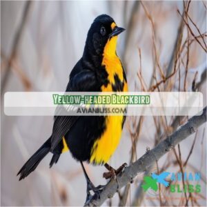 Yellow-Headed Blackbird