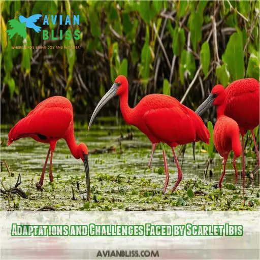 Adaptations and Challenges Faced by Scarlet Ibis