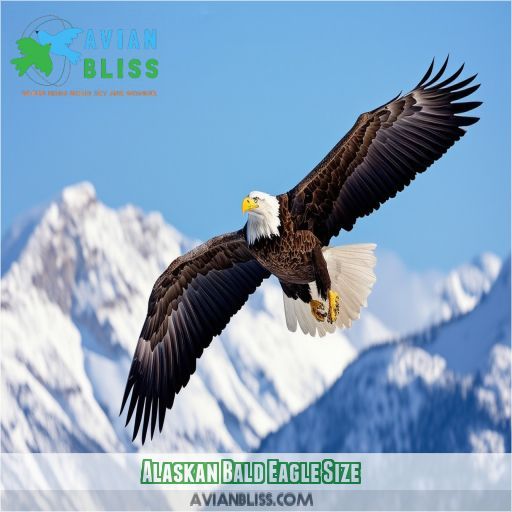 Alaskan Bald Eagle Size