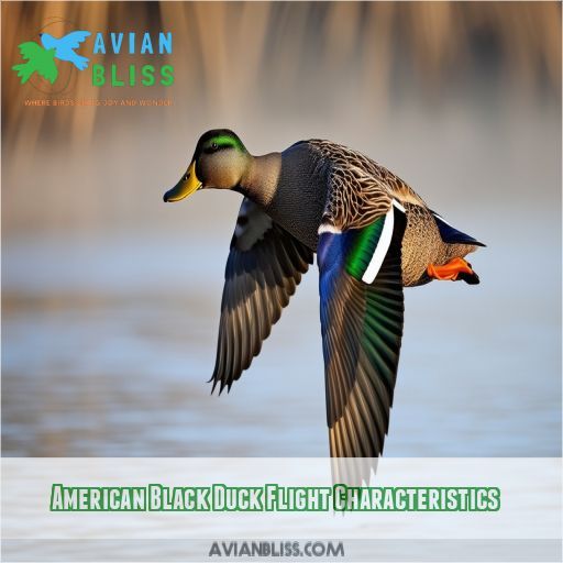 American Black Duck Flight Characteristics