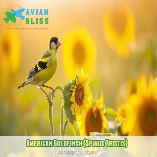 American Goldfinch (Spinus Tristis)