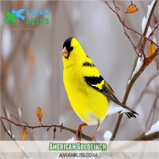 American Goldfinch